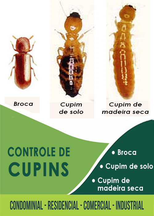 controle de cupim